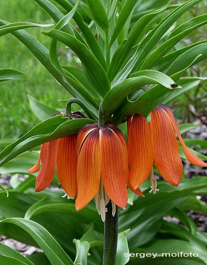 Луковицы рябчика императорского