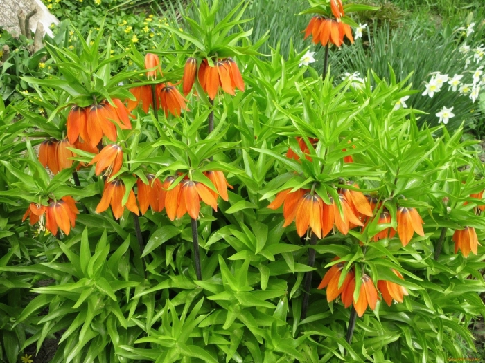 Рябчик фритиллярия