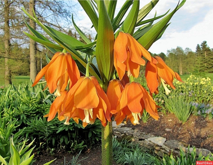 Рябчик императорский фритиллярия