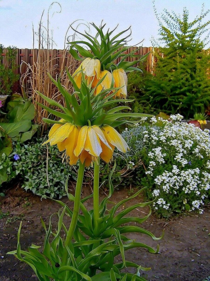 Цветок рябчик императорский