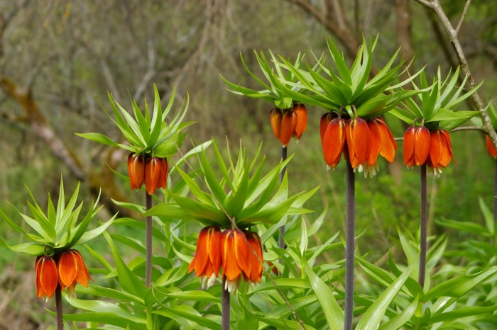 Fritillaria imperialis