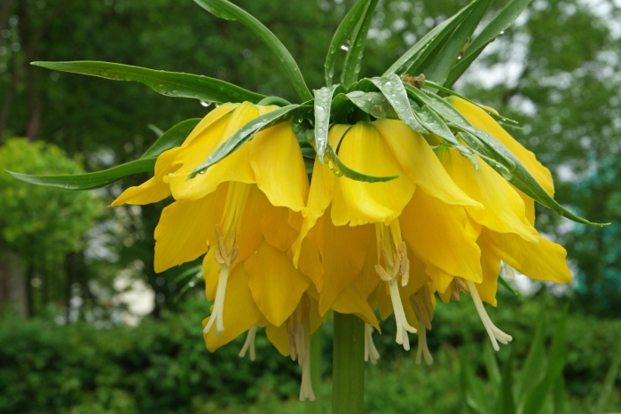 Рябчик императорский лютеа