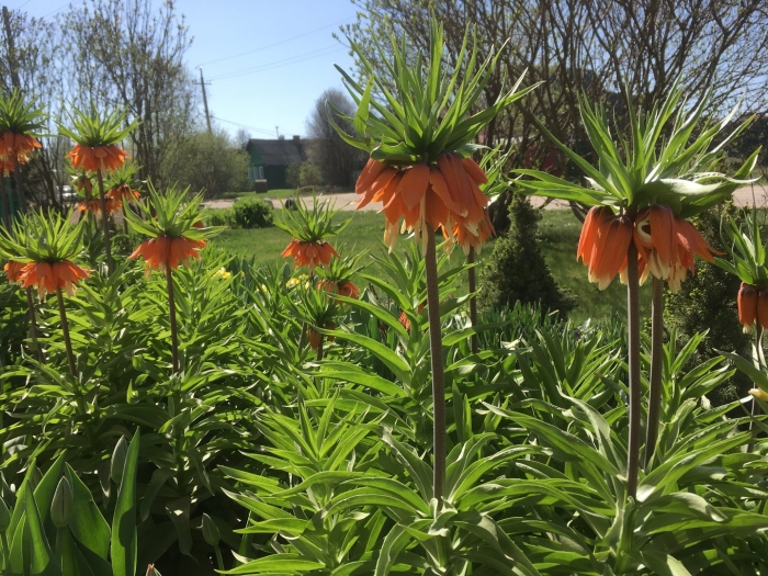 Рябчик императорский фритиллярия