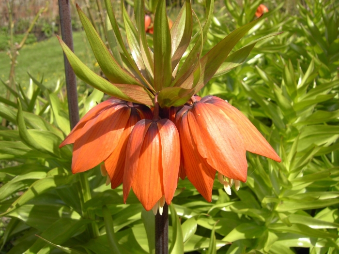 Рябчик императорский страйпт бьюти