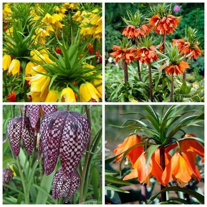 Цветок фритиллярия рябчик императорский