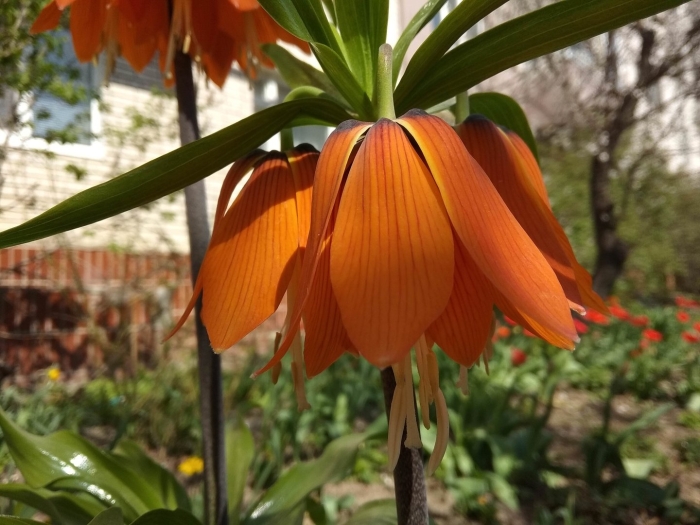 Лилия рябчик императорский