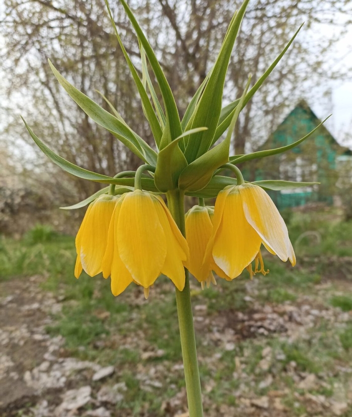 Рябчик императорский лютея