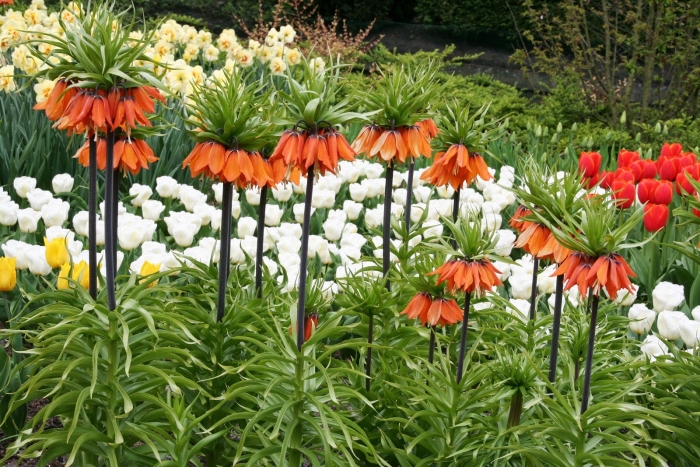 Рябчик императорский цветок