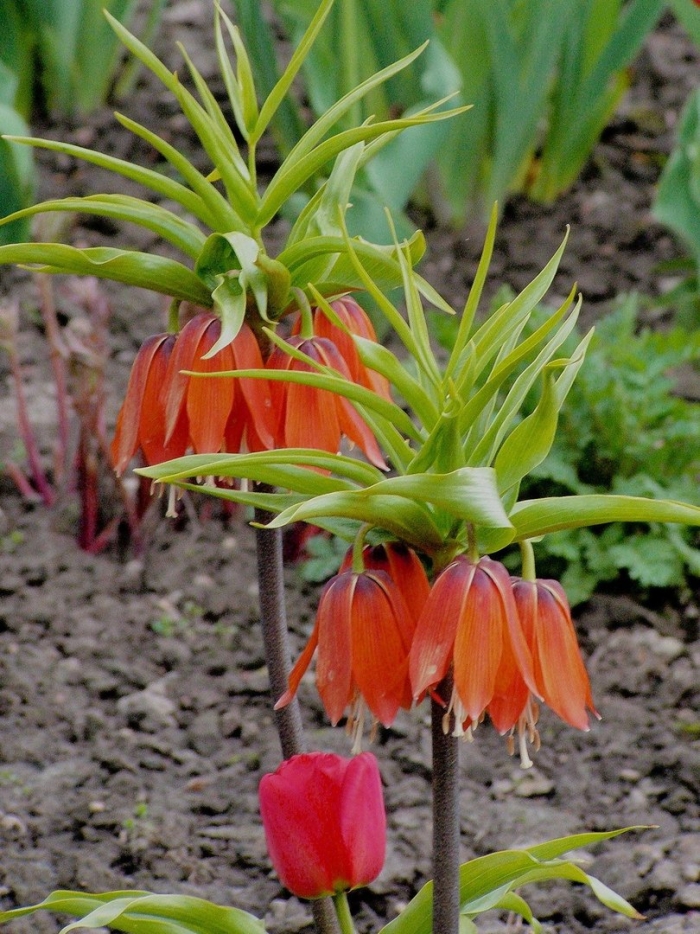 Рябчик императорский фритиллярия