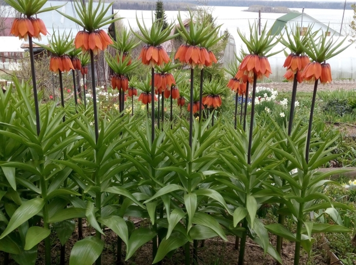 Рябчик императорский растение