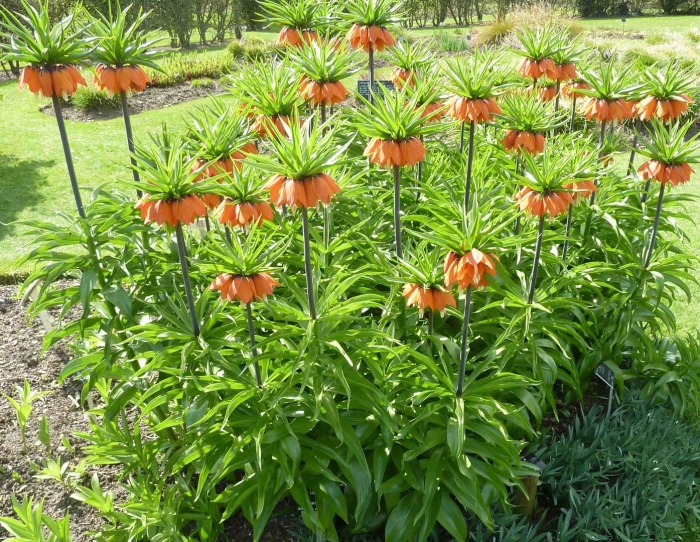 Рябчик императорский на клумбе