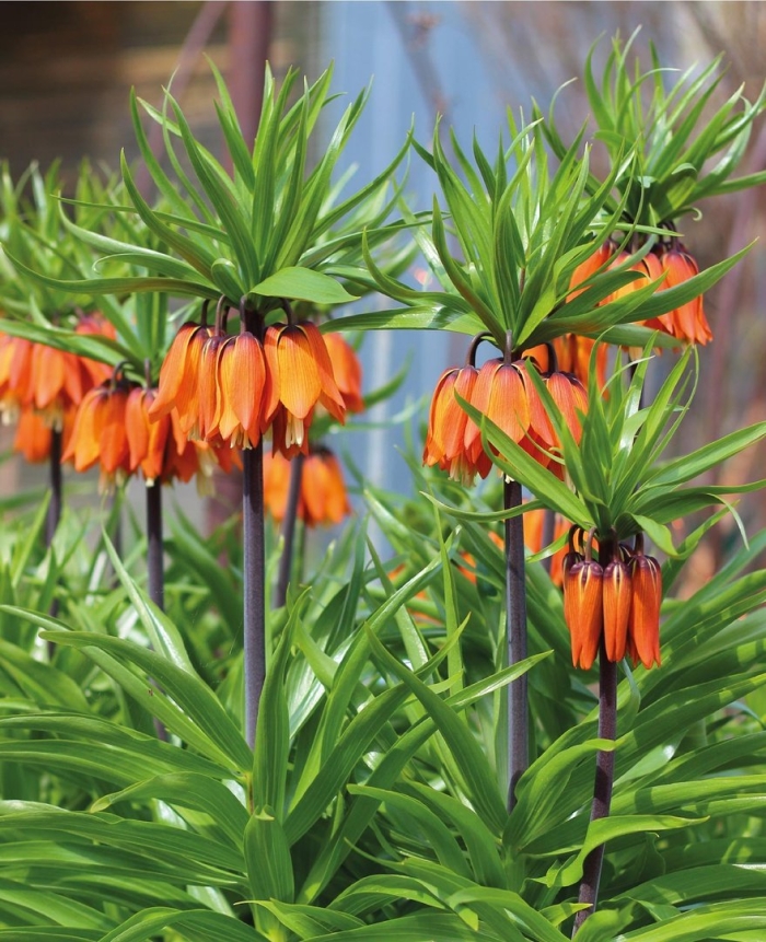 Королевский рябчик цветок