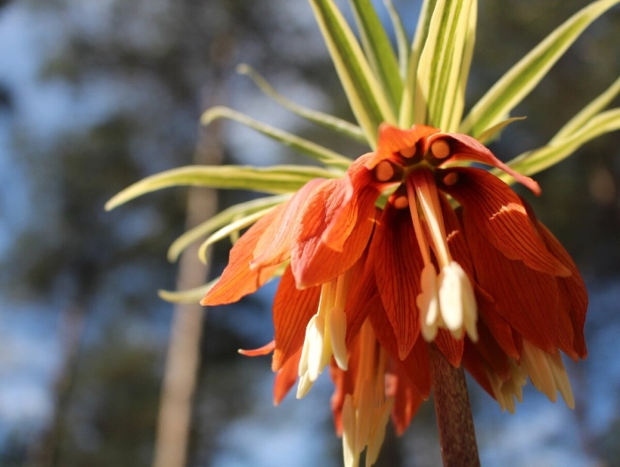 Рябчик императорский фритиллярия