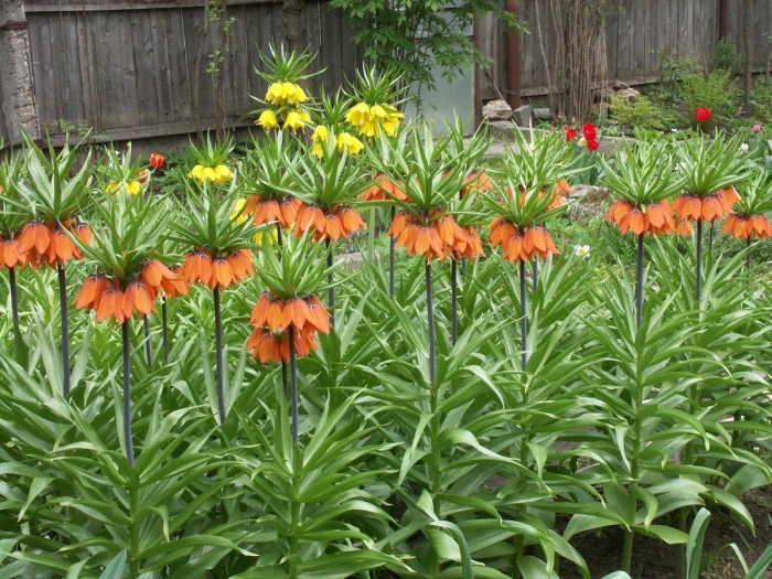 Рябчик императорский королевский