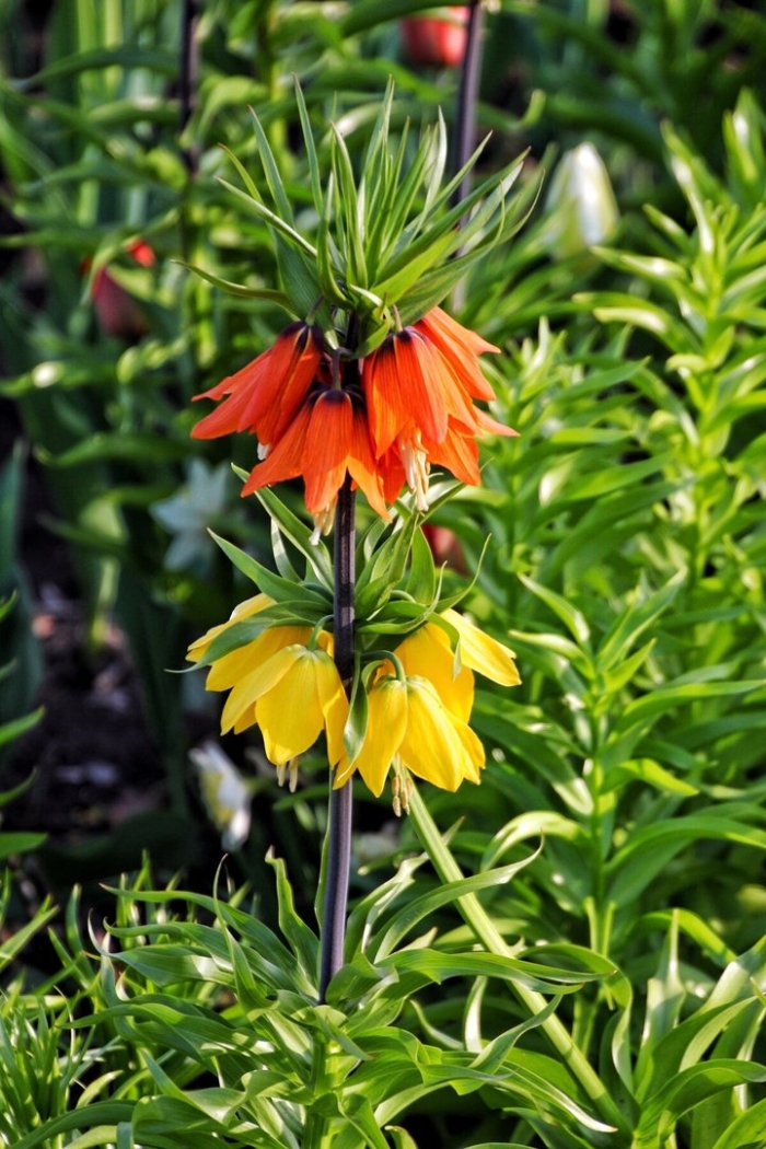 Fritillaria imperialis rubra рябчик императорский рубра