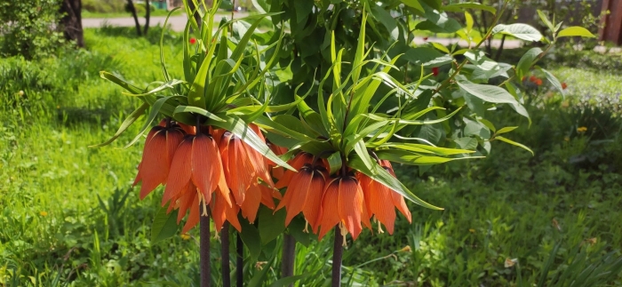 Рябчик (fritillaria) imp. argenteovariegata