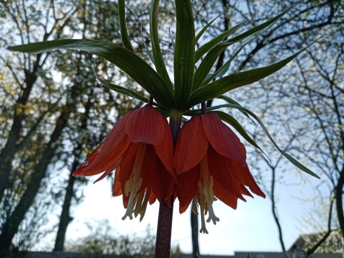 Императорский рябчик