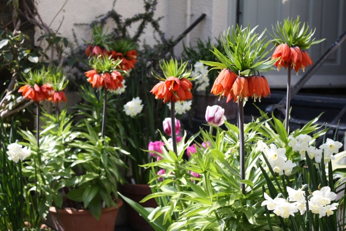 Цветок императорский рябчик