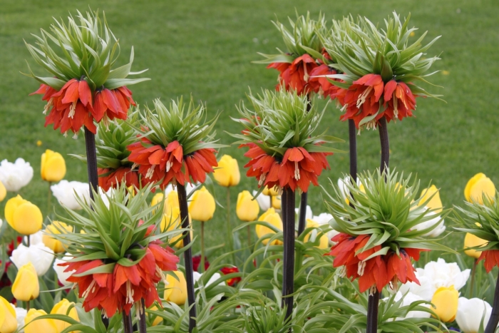 Рябчики императорские