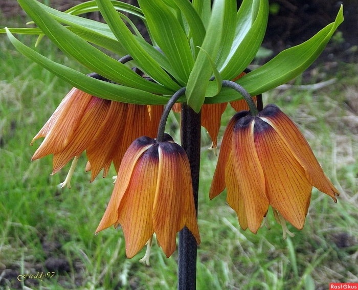 Рябчик императорский страйпт бьюти