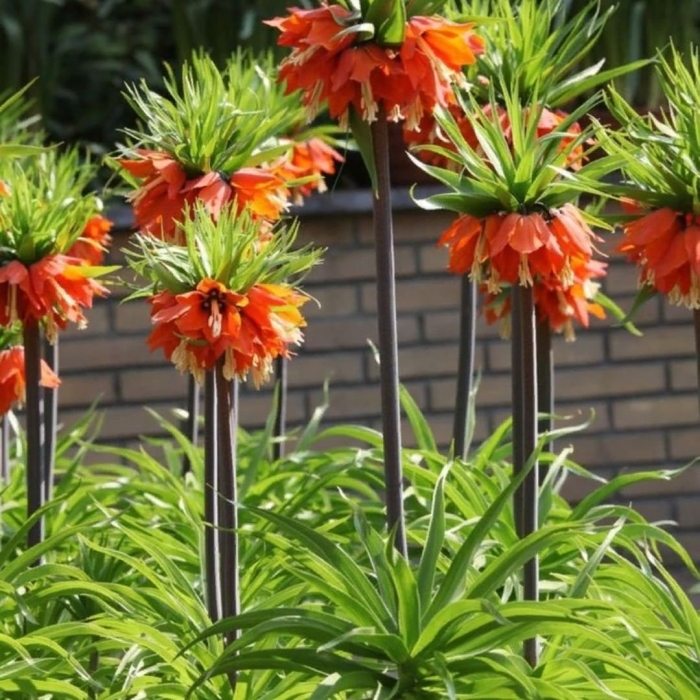 Рябчик императорский рубра