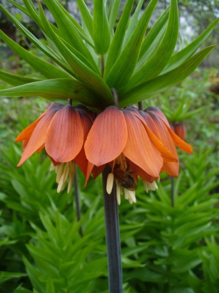 Рябчик императорский рубра