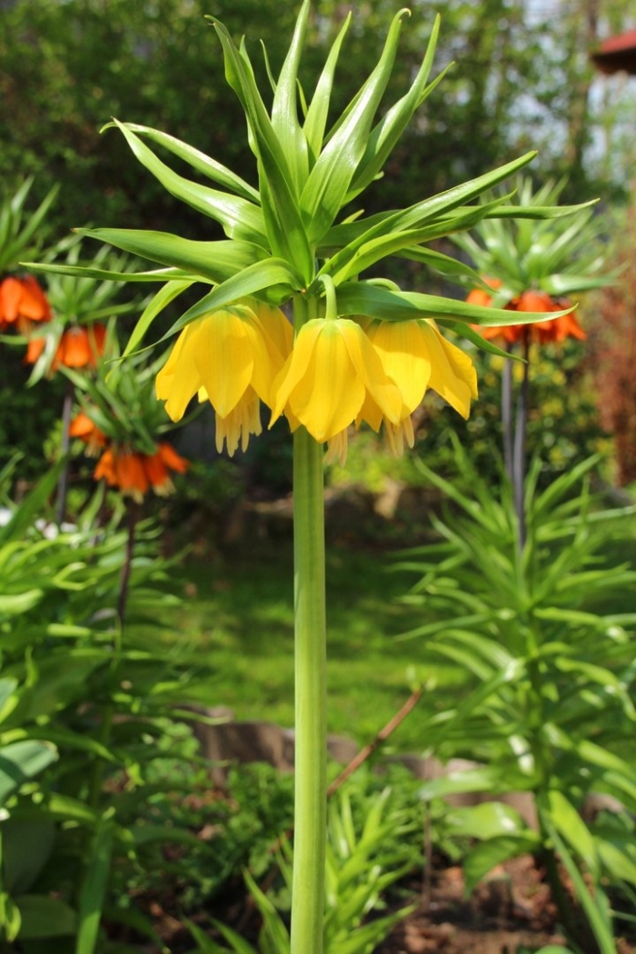 Рябчик императорский lutea