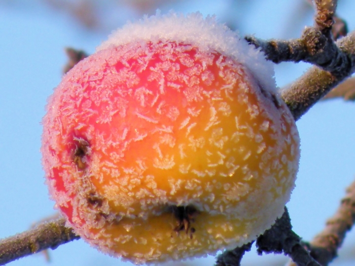 Зимнее яблоко