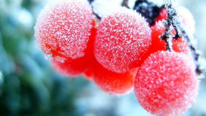 Fruit frozen