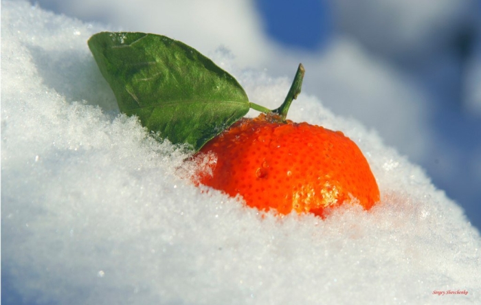 Мандарины на снегу