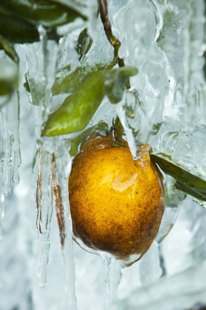 Фрукты во льду