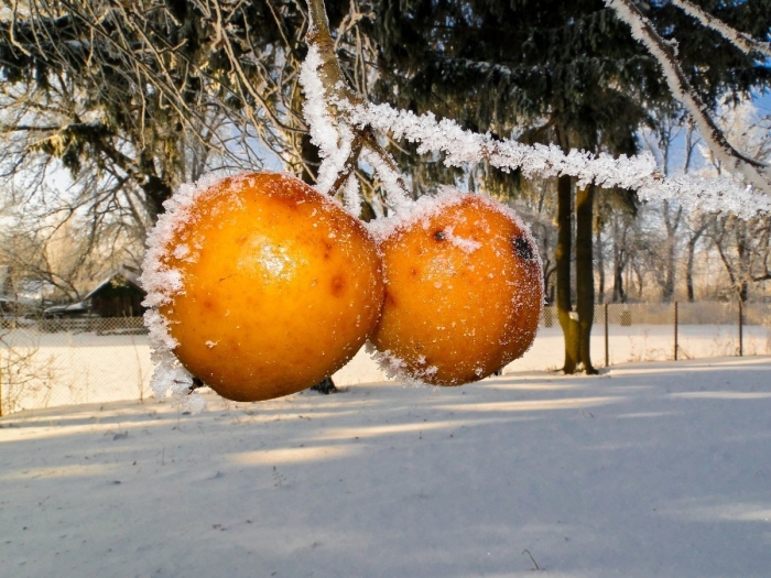 Мандарины в снегу