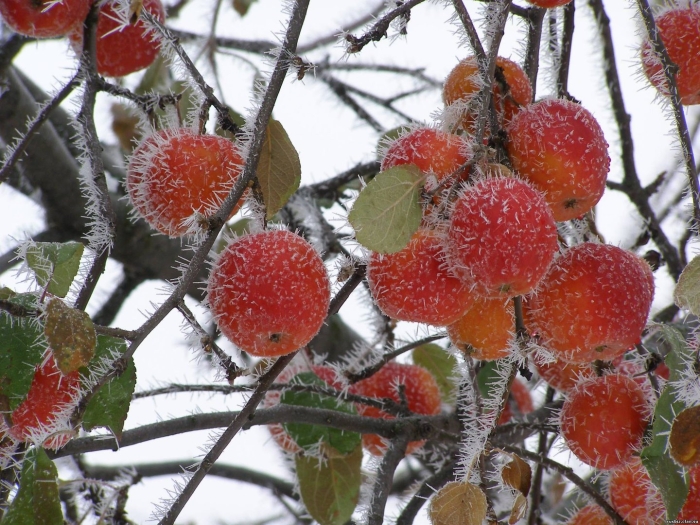 Зимняя ранетка яблоня