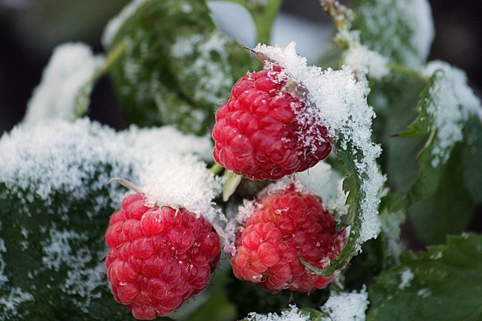 Ягоды в снегу