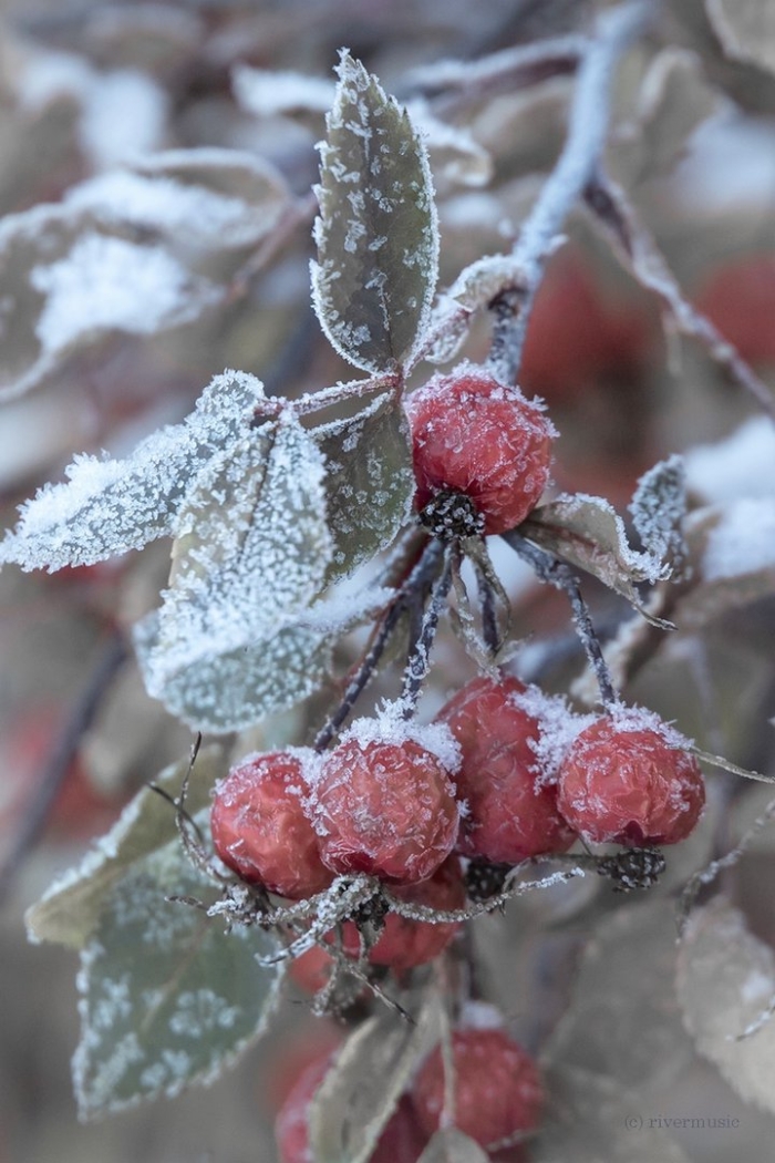Зимний шиповник