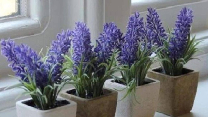 Лаванда комнатная в горшке