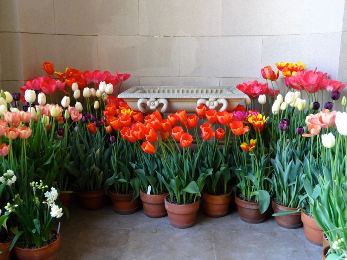 Выгонка тюльпанов к 8 марта