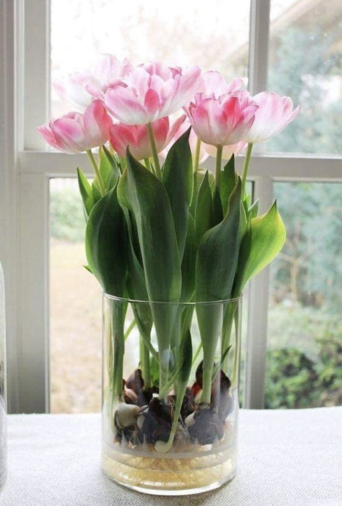 Выгонка тюльпанов