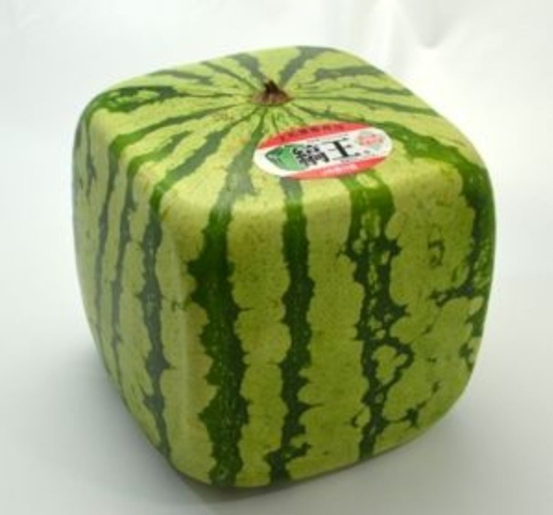 Японские квадратные арбузы