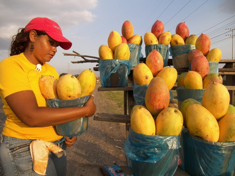 Плантации манго в Египте