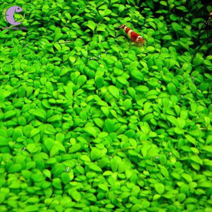 Глоссостигма элатиноидес аквариумное растение