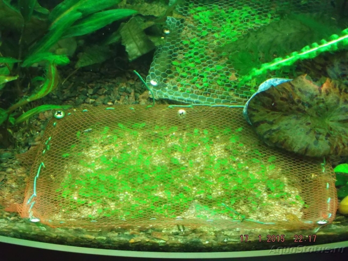 Синезеленые водоросли в аквариуме