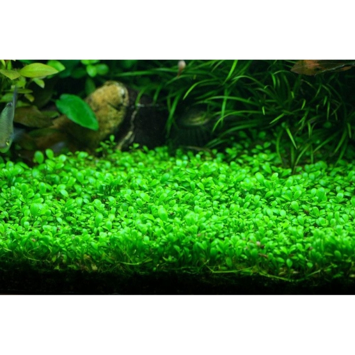 Глоссостигма аквариумное растение