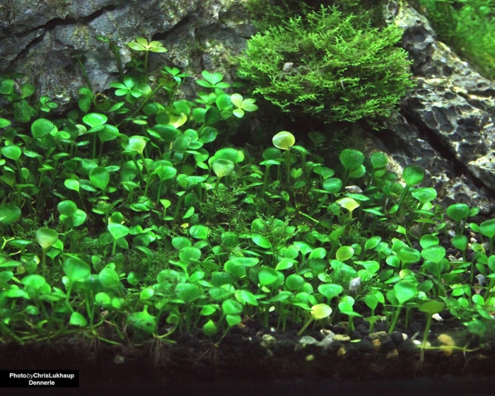 Марсилия аквариумное растение