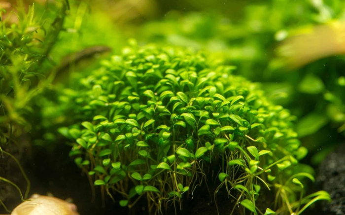 Глоссостигма элатиновидная