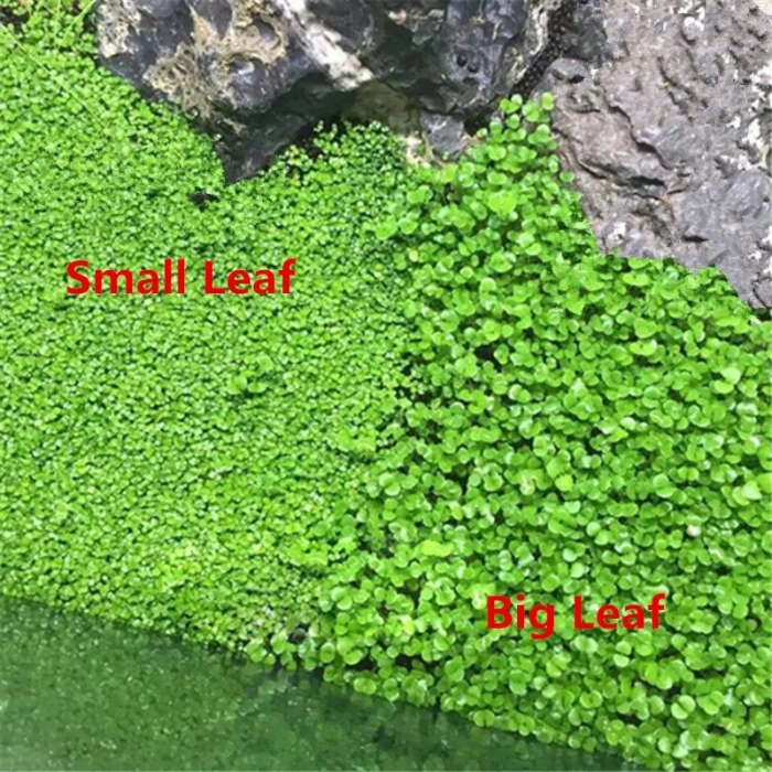 Растение для аквариума