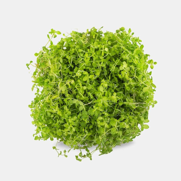 Брокколи рапини микрозелень