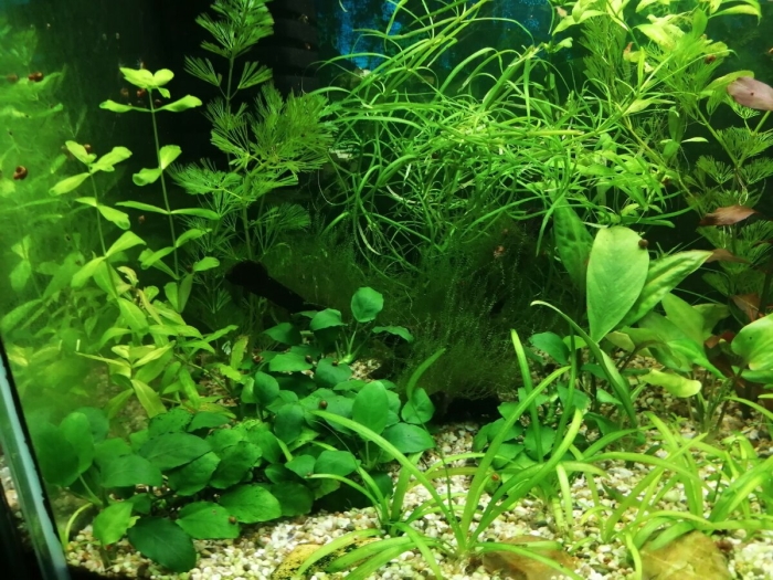 Амбулия аквариумное растение