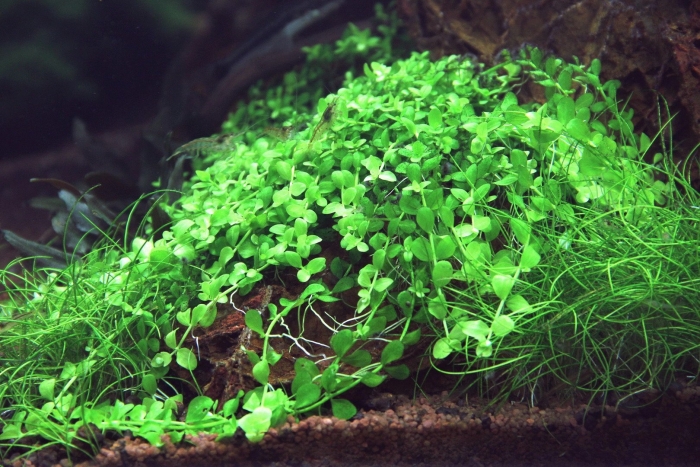 Хемиантус монте карло