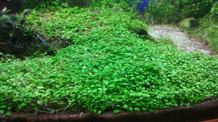 Марсилия аквариумное растение
